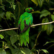 Crested Quetzal