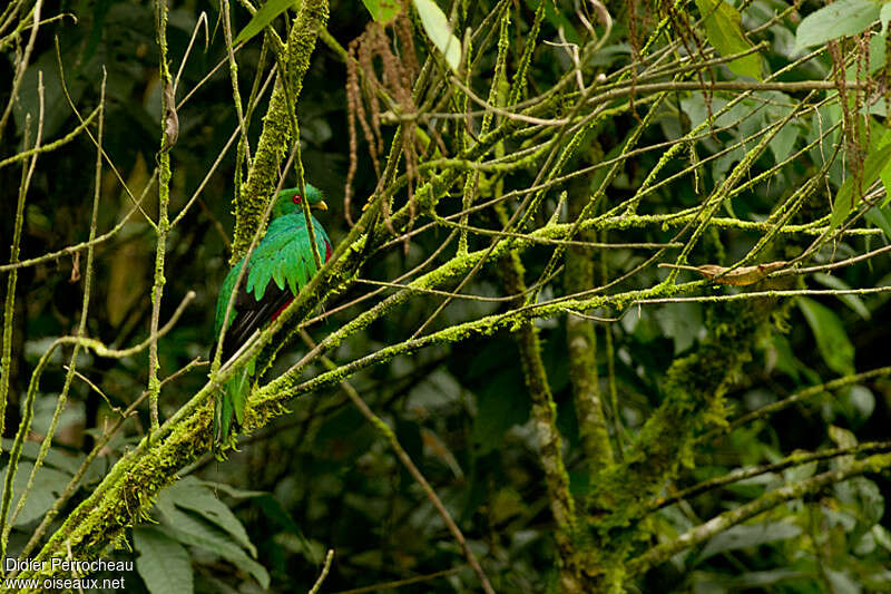 Quetzal antisien mâle adulte