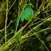 Crested Quetzal