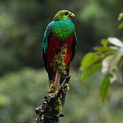 Golden-headed Quetzal