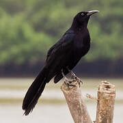 Great-tailed Grackle