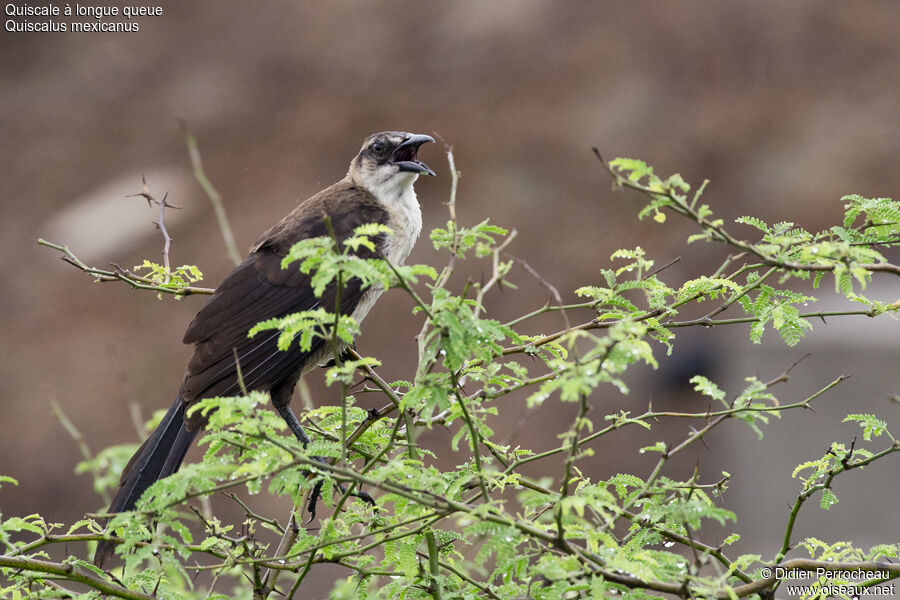 Great-tailed Grackle