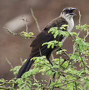 Great-tailed Grackle