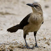 Great-tailed Grackle