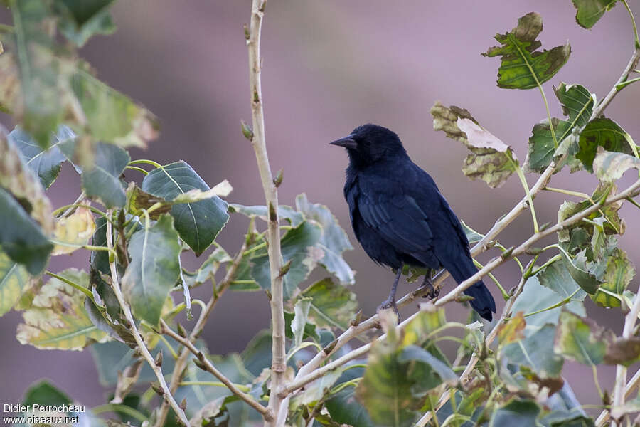 Austral Blackbirdadult