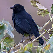 Austral Blackbird