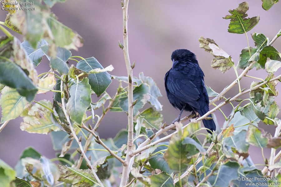 Austral Blackbird