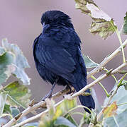 Austral Blackbird