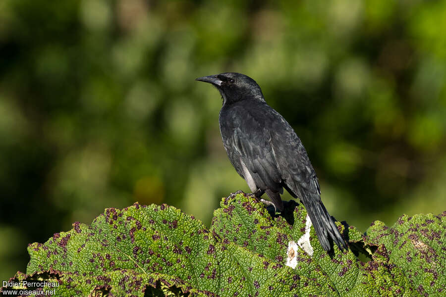 Austral Blackbirdadult, identification