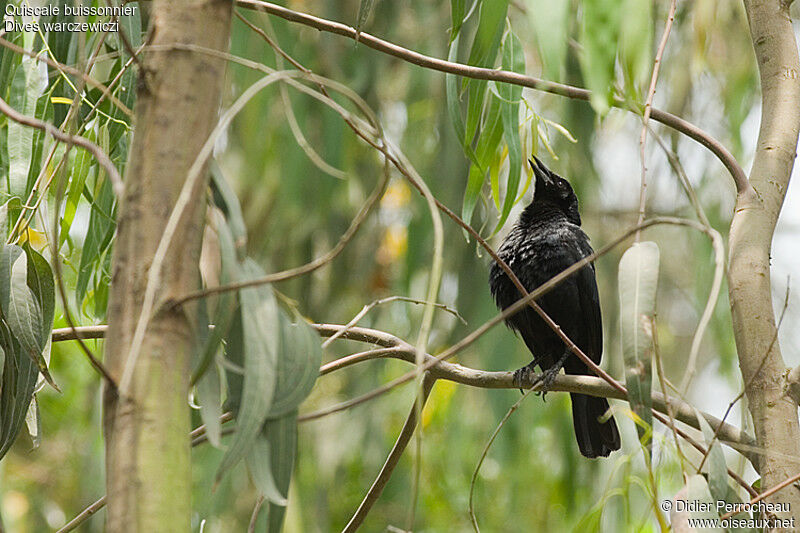 Scrub Blackbird