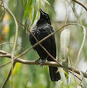 Scrub Blackbird