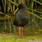 Plumbeous Rail