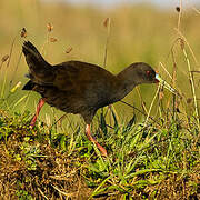 Plumbeous Rail