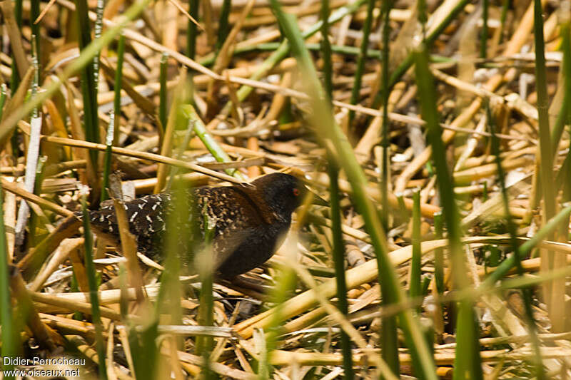 Râle noiradulte, identification