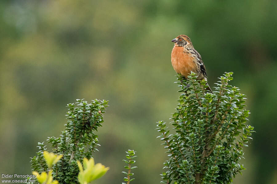 Rara à queue rousse mâle adulte, habitat