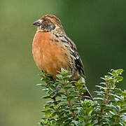 Rufous-tailed Plantcutter