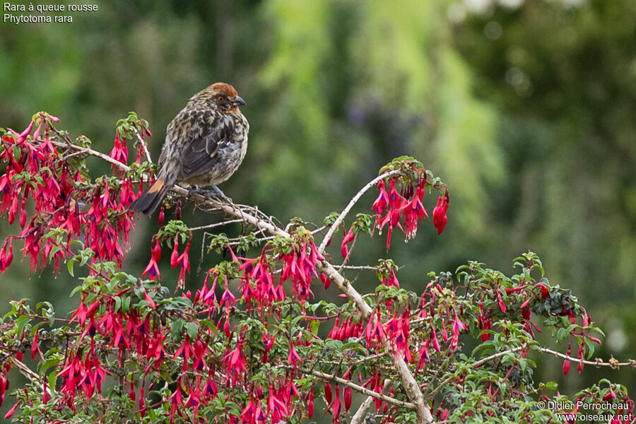 Rufous-tailed Plantcutter male subadult