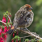 Rufous-tailed Plantcutter