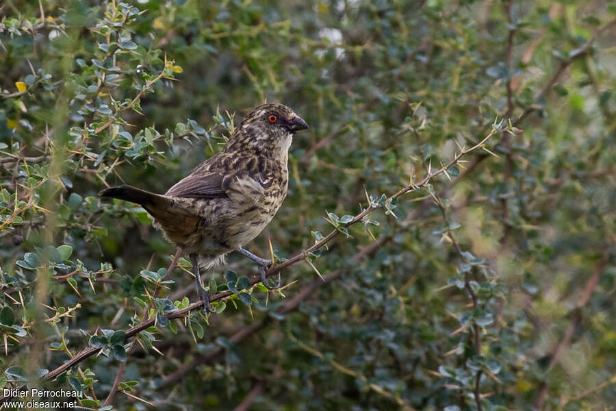 Rufous-tailed Plantcutter female adult