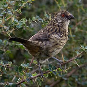 Rufous-tailed Plantcutter