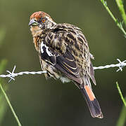 Rufous-tailed Plantcutter