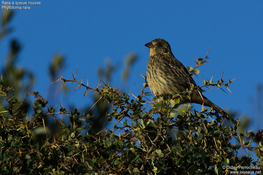 Rufous-tailed Plantcutterjuvenile