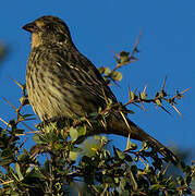 Rufous-tailed Plantcutter