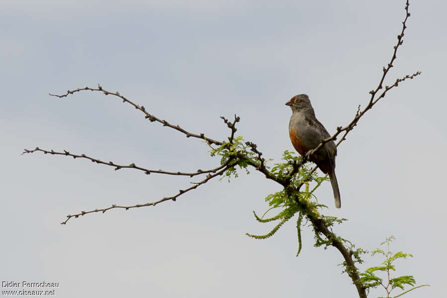 Peruvian Plantcutter male adult