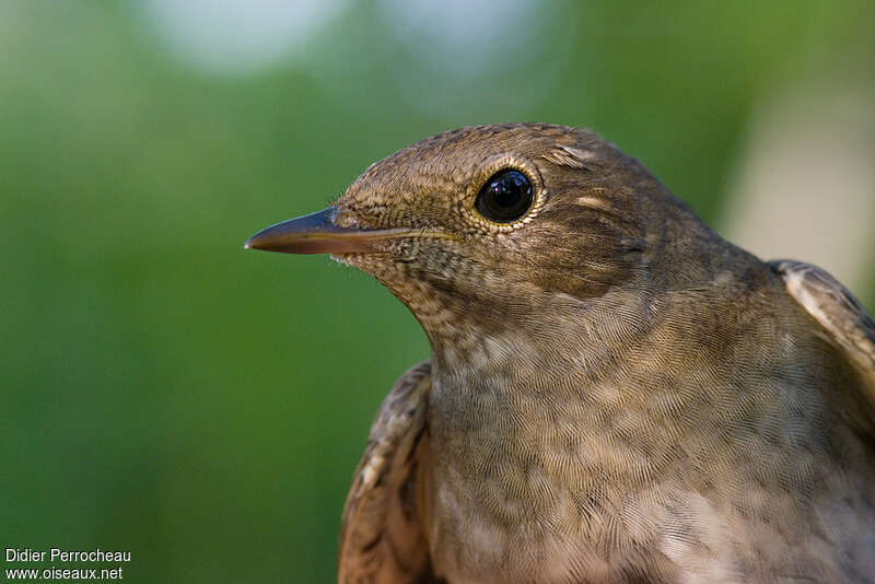 Thrush Nightingale, close-up portrait