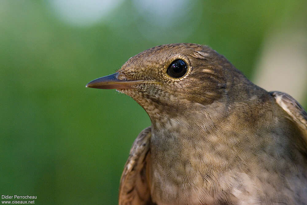 Thrush Nightingale, close-up portrait