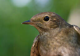 Thrush Nightingale