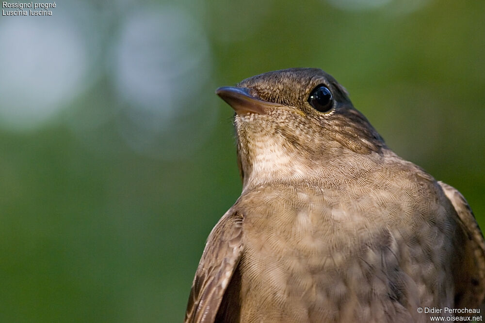 Thrush Nightingale