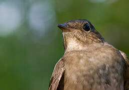 Thrush Nightingale