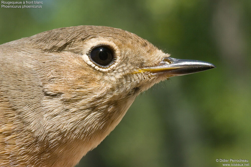 Common Redstart