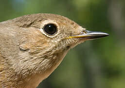 Common Redstart