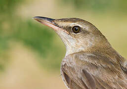 Great Reed Warbler