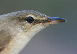 Great Reed Warbler