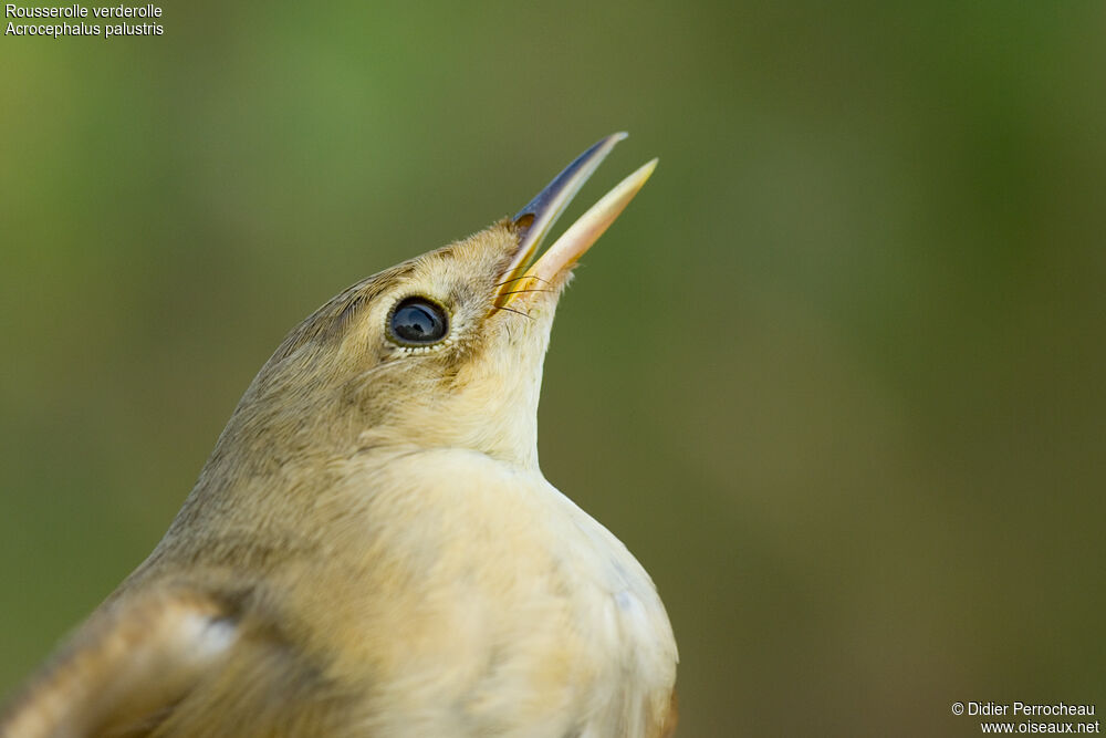 Marsh Warbler