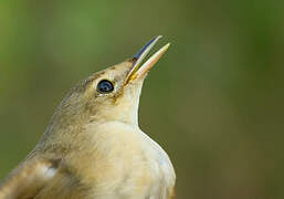 Marsh Warbler