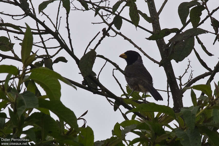 Black-cowled Saltator