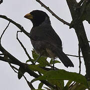 Black-cowled Saltator