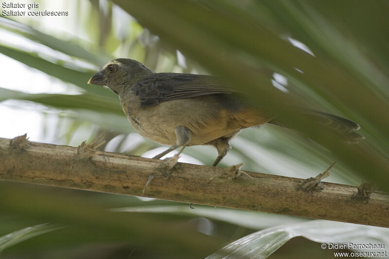 Greyish Saltator, identification