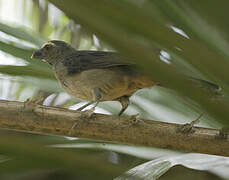 Greyish Saltator