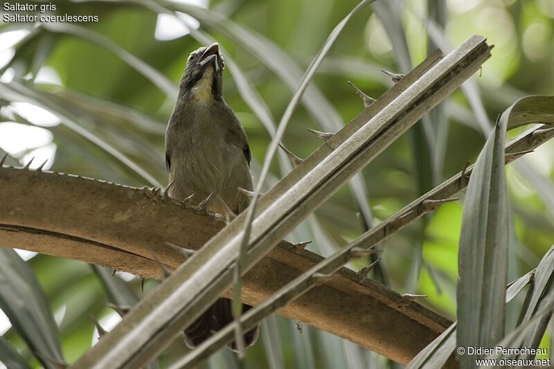 Greyish Saltator