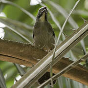 Greyish Saltator