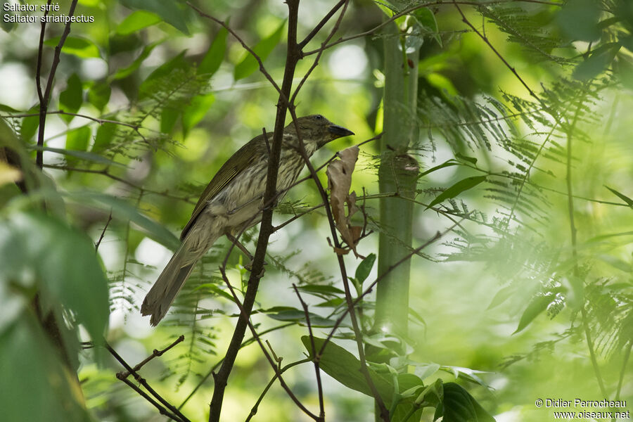 Streaked Saltator