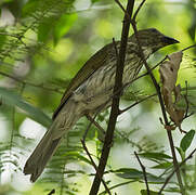 Streaked Saltator