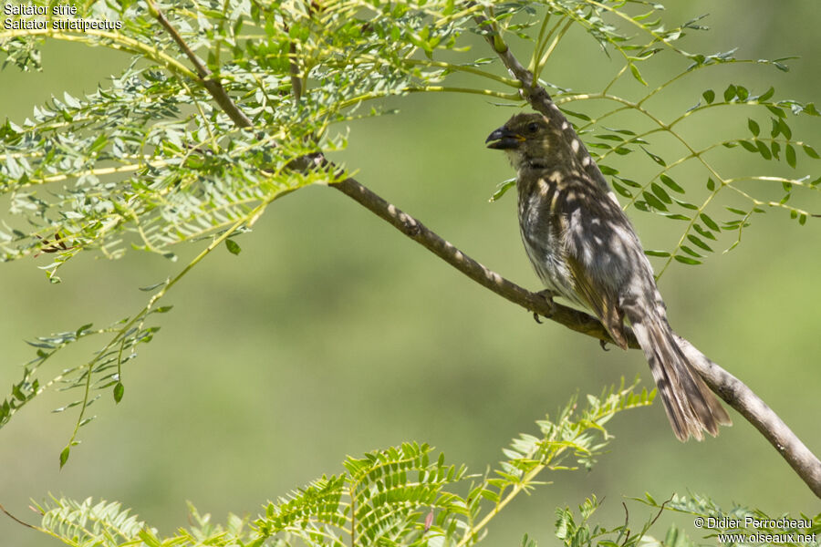 Streaked Saltator