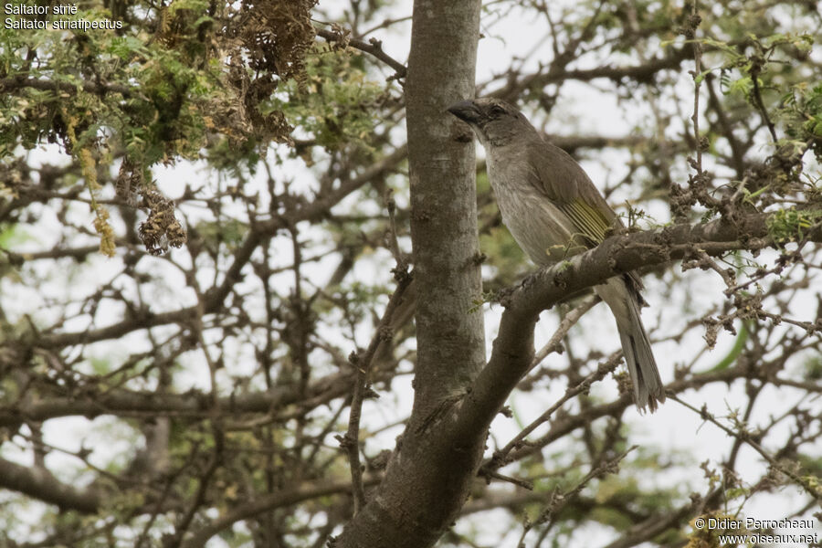 Streaked Saltator