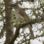 Streaked Saltator